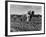 Horse Plough-null-Framed Photographic Print