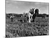 Horse Plough-null-Mounted Photographic Print