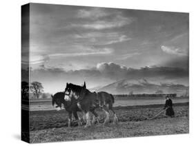 Horse Ploughing-Associated Newspapers-Stretched Canvas