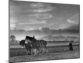 Horse Ploughing-Associated Newspapers-Mounted Photo