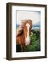 Horse Portrait, Icelandic Horses, High Country Iceland-Vincent James-Framed Photographic Print