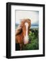 Horse Portrait, Icelandic Horses, High Country Iceland-Vincent James-Framed Photographic Print