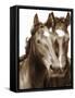 Horse Portrait III-David Drost-Framed Stretched Canvas