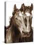 Horse Portrait III-David Drost-Stretched Canvas