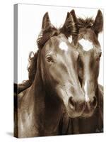 Horse Portrait III-David Drost-Stretched Canvas
