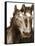 Horse Portrait III-David Drost-Framed Stretched Canvas