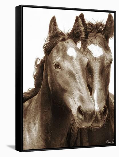 Horse Portrait III-David Drost-Framed Stretched Canvas