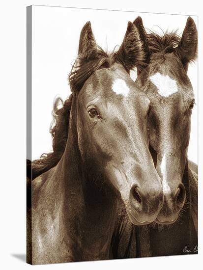 Horse Portrait III-David Drost-Stretched Canvas