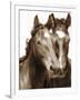 Horse Portrait III-David Drost-Framed Premium Photographic Print