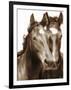 Horse Portrait III-David Drost-Framed Premium Photographic Print