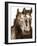 Horse Portrait III-David Drost-Framed Photographic Print