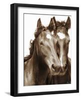 Horse Portrait III-David Drost-Framed Photographic Print