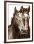 Horse Portrait III-David Drost-Framed Photographic Print