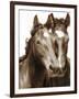 Horse Portrait III-David Drost-Framed Photographic Print