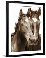 Horse Portrait III-David Drost-Framed Photographic Print