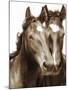 Horse Portrait III-David Drost-Mounted Photographic Print