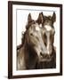 Horse Portrait III-David Drost-Framed Photographic Print