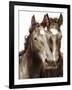 Horse Portrait III-David Drost-Framed Photographic Print