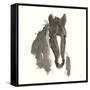 Horse Portrait III-Chris Paschke-Framed Stretched Canvas