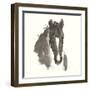 Horse Portrait III-Chris Paschke-Framed Art Print