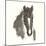 Horse Portrait III-Chris Paschke-Mounted Premium Giclee Print