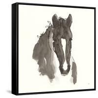 Horse Portrait III-Chris Paschke-Framed Stretched Canvas