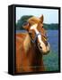 Horse Portrait-Darrell Gulin-Framed Stretched Canvas