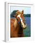 Horse Portrait-Darrell Gulin-Framed Photographic Print