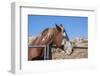 Horse posing-Zandria Muench Beraldo-Framed Photographic Print