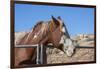 Horse posing-Zandria Muench Beraldo-Framed Photographic Print