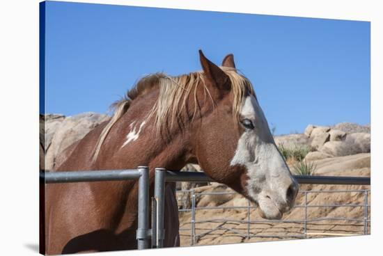 Horse posing-Zandria Muench Beraldo-Stretched Canvas