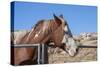 Horse posing-Zandria Muench Beraldo-Stretched Canvas