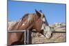 Horse posing-Zandria Muench Beraldo-Mounted Photographic Print