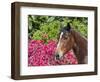 Horse posing-Zandria Muench Beraldo-Framed Photographic Print