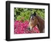 Horse posing-Zandria Muench Beraldo-Framed Photographic Print