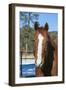 Horse posing-Zandria Muench Beraldo-Framed Photographic Print