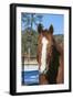 Horse posing-Zandria Muench Beraldo-Framed Photographic Print