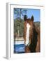 Horse posing-Zandria Muench Beraldo-Framed Photographic Print