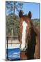 Horse posing-Zandria Muench Beraldo-Mounted Photographic Print