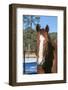 Horse posing-Zandria Muench Beraldo-Framed Photographic Print