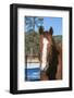 Horse posing-Zandria Muench Beraldo-Framed Photographic Print