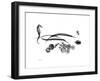 Horse Race Gray-Albert Koetsier-Framed Premium Giclee Print