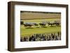 Horse race in Ballinrobe, County Mayo, Connacht, Ireland-null-Framed Premium Giclee Print