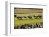 Horse race in Ballinrobe, County Mayo, Connacht, Ireland-null-Framed Premium Giclee Print