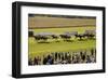 Horse race in Ballinrobe, County Mayo, Connacht, Ireland-null-Framed Art Print