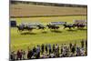 Horse race in Ballinrobe, County Mayo, Connacht, Ireland-null-Mounted Art Print