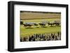 Horse race in Ballinrobe, County Mayo, Connacht, Ireland-null-Framed Art Print