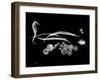 Horse Race Xray-Albert Koetsier-Framed Art Print