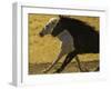 HORSE RACE-SALLY LINDEN-Framed Photographic Print