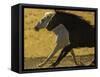 HORSE RACE-SALLY LINDEN-Framed Stretched Canvas